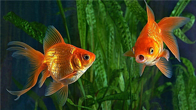 Les meilleurs poissons d'aquarium pour les débutants
