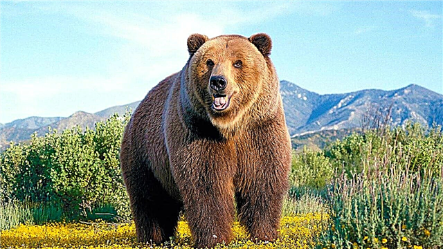 Los osos más grandes del mundo.