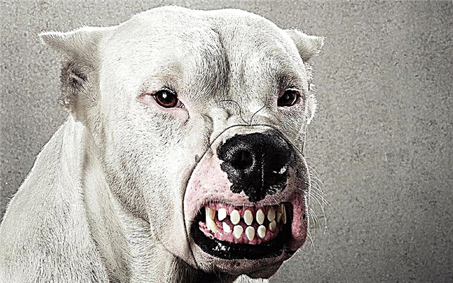 Najbolj nevarni psi na svetu: 10 pasem, fotografije, opis