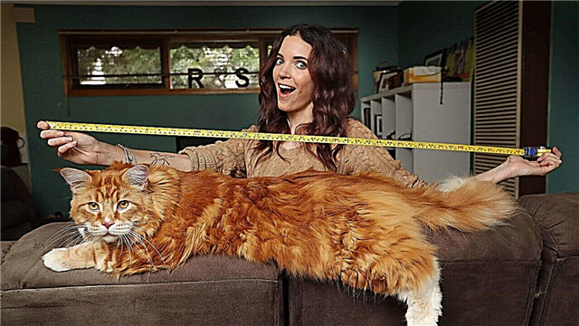 The biggest cats in the world