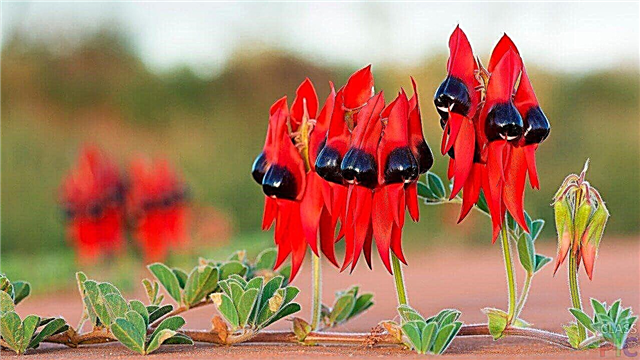 30 flores más inusuales del mundo: fotos, nombres