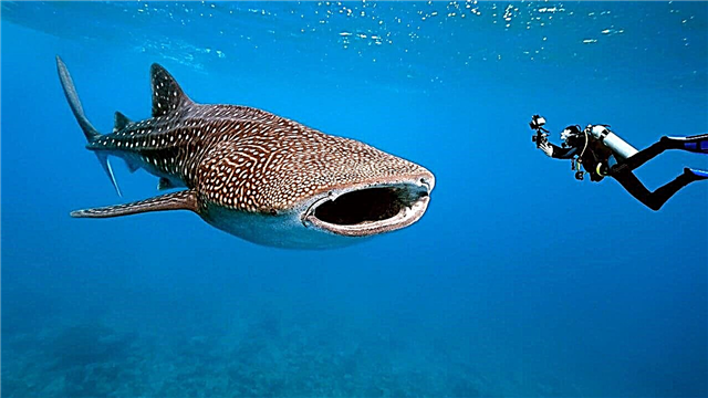세계에서 가장 큰 물고기 : 톱 10