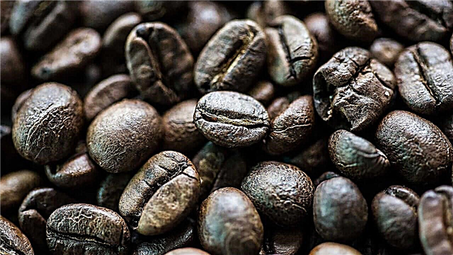 O café mais caro do mundo: preços, fotos