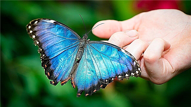 Las mariposas mas bellas del mundo
