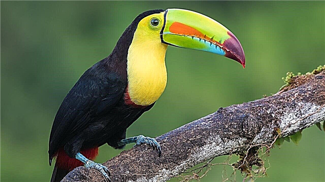 Las aves más bellas del mundo (30 fotos, hechos)