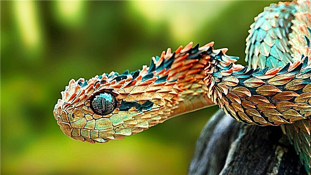 10 most beautiful snakes in the world (photo)