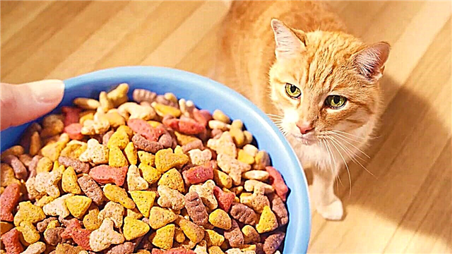 Cat food rating pentru pisici 2019, cea mai bună mâncare uscată pe clase