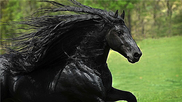 Najljepši konji na svijetu, 30 fotografija prekrasnih pasmina