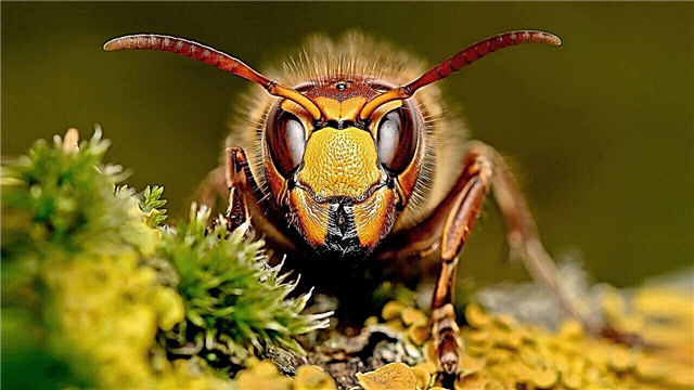 10 insectes les plus terribles et les plus méchants du monde (photo)