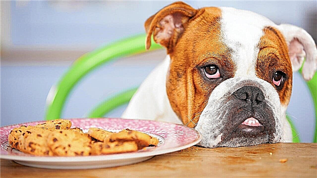 10 most naughty dog ​​breeds