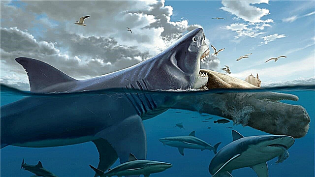 세계에서 가장 큰 상어 (사진, 비디오)