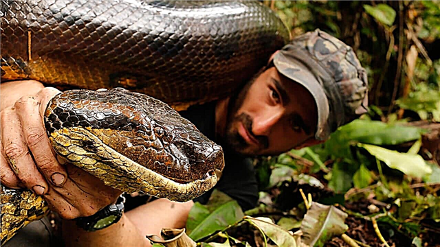 10 serpientes más grandes del mundo
