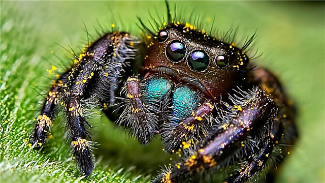 The biggest spider in the world: top 10