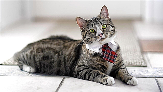 20 most beautiful cat breeds in the world