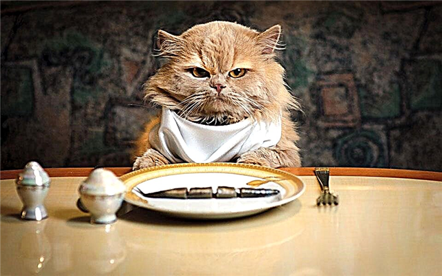 การจัดอันดับอาหารแมวพรีเมี่ยมในปี 2018