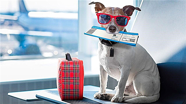 10 airlines allowing the transportation of animals in the cabin