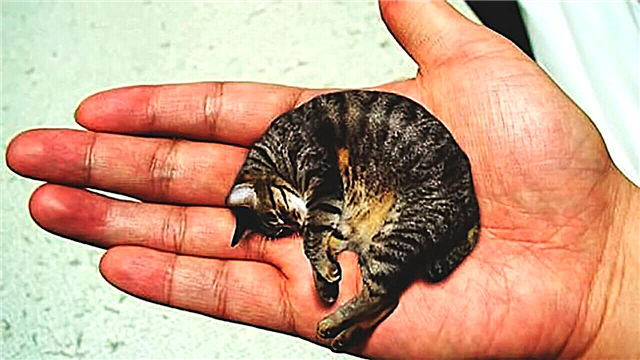 The smallest cats in the world