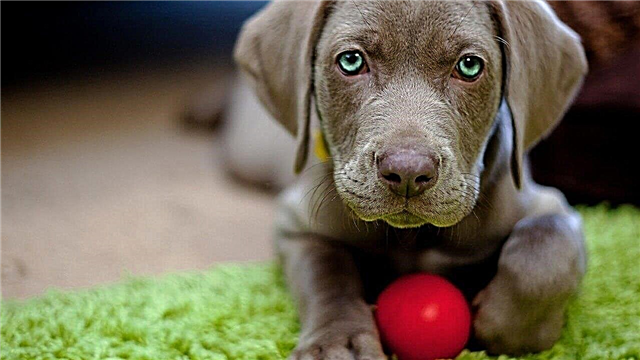 10 races de chiens les plus chères au monde: photos, prix