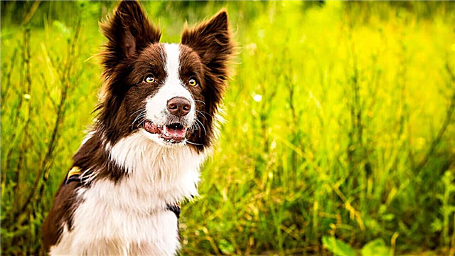 10 races de chiens les plus intelligentes