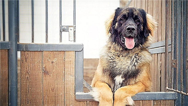 The best breeds of dogs to guard a private home