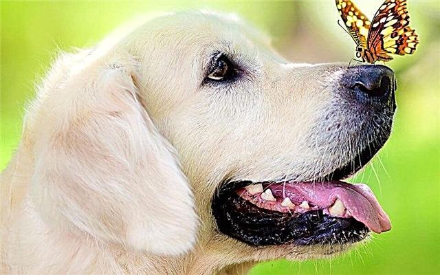 De smukkeste hundeacer i verden: top 20, foto