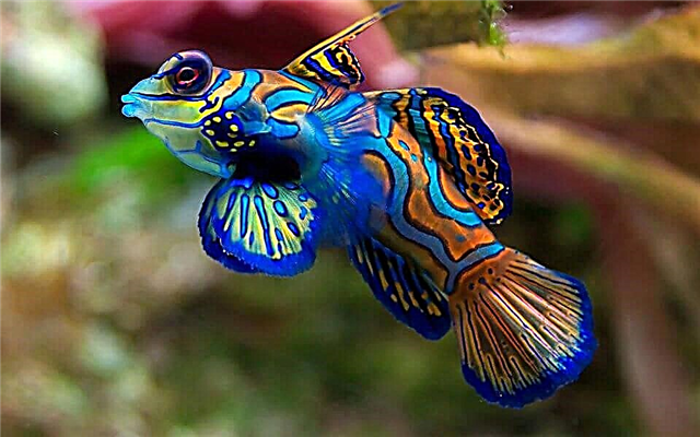 De mooiste vis ter wereld (20 foto's)