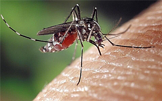 Los mejores remedios para las garrapatas y los mosquitos, los repelentes más efectivos.