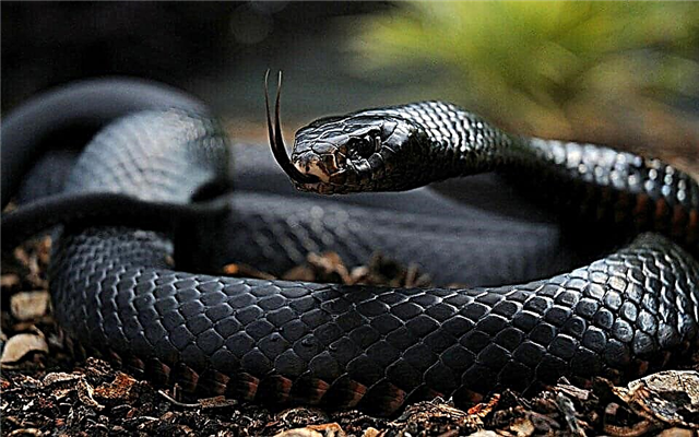 Topp 10 mest giftige slanger i verden