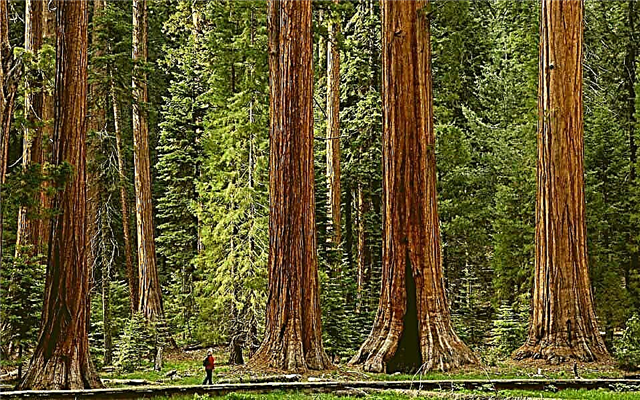 10 árvores mais altas do mundo