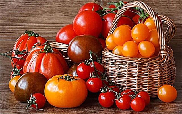 أفضل أنواع الطماطم لعام 2018 ، مراجعات الخبراء