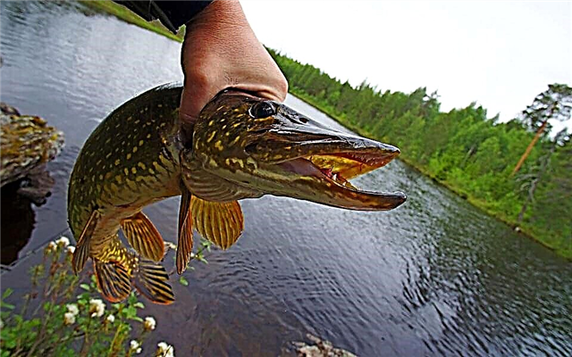 The best pike spinners in the fall, the most catchy lures