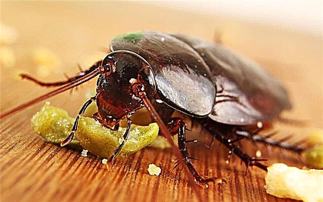 The most effective means of cockroaches in the apartment (Top-10)