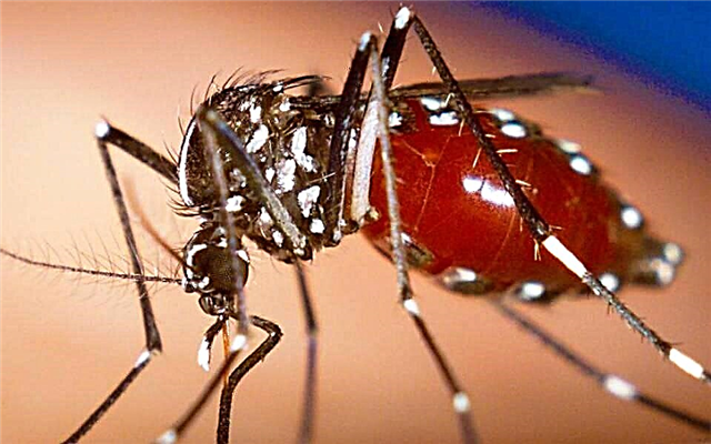 De beste løsningene for mygg i leiligheten og i naturen