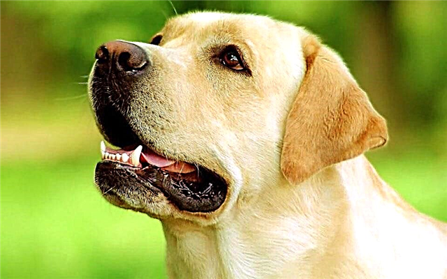 Las 10 mejores razas de perros