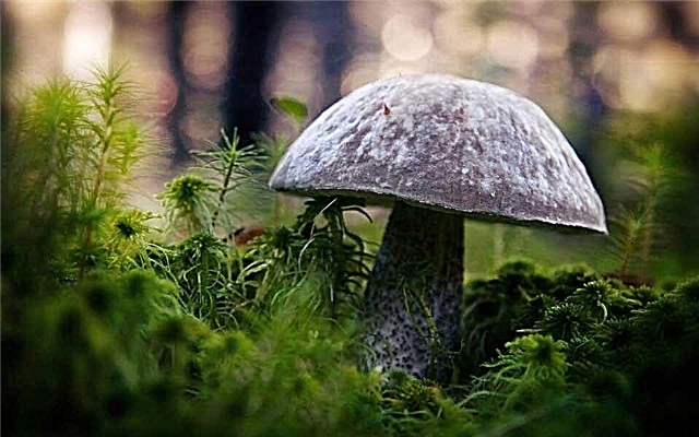 The most mushroom places and countries on the planet