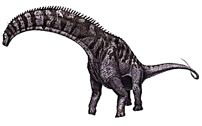 Totul despre dinozauri: cele mai multe, cele mai interesante fapte