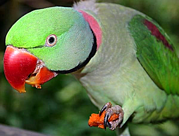 Top 10 most beautiful parrots in the world