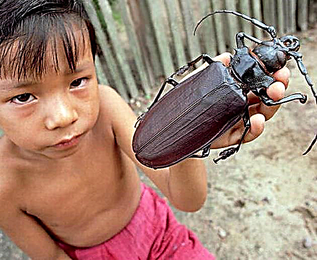 Top 10 des plus grands insectes du monde