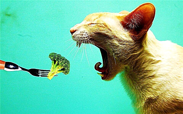 Valutazione dell'alimentazione del gatto